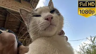 My Cat Meets the Chickens 🐱🐔 | Cute Farm Moments