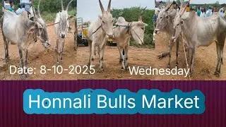 ಹೊನ್ನಳಿ ದನಗಳ ಸಂತೆ  ಎತ್ತಿನ ಪ್ಯಾಟಿ ಹೊನ್ನಳಿ  Honnali Oxen Market  Cattle Market Honnali 8-10-2025