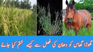 Who to control ghora ghas ( swanki ) from rice crop | How to eliminate weeds from rice crop
