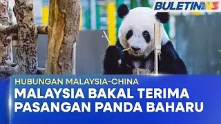 HUBUNGAN MALAYSIA-CHINA | Pasangan Panda Gergasi Baharu Tiba Minggu Depan (BU)