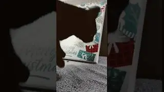 I'm opening the Christmas calendar with Ryjek the cat! 1
