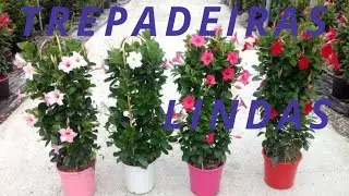 a trepadeira mais linda😍😍 DIPLADÊNIA