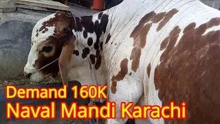 Demand 160K | NAVAL COW MANDI 2019 30TH JUNE.
