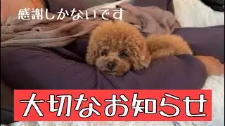 【今まで有難うございました】#uno1ワンチャンネル #いぬとの暮らし #トイプードル生活 #宇野昌磨 #宇野樹 #フィギュアスケート
