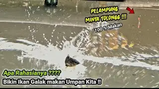 Perbandingan Umpan amis dan Aroma essen untuk mancing ikan mas harian dan lomba