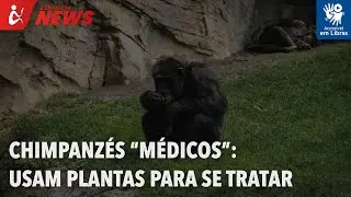 Chimpanzés “médicos”: como eles usam plantas para tratar feridas e doenças (Libras)