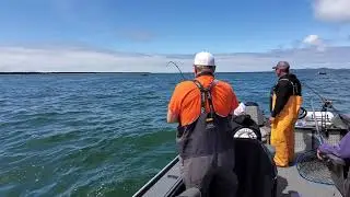 Shortbus Flashers - Astoria Fishing