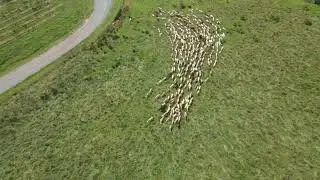 Regenerative Sheep Grazing | Healthier Soil, Better Grapes