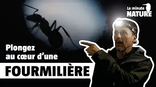 Le grand r&eacute;veil des petites fourmis ! (No 377)