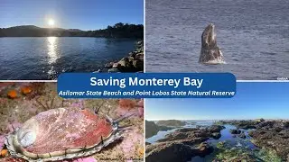WORLD OCEAN WEEK: Saving Monterey Bay