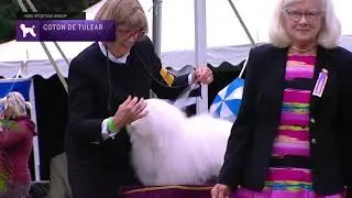Cotons de Tulear | Breed Judging 2021