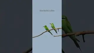 Wildlife Photography II Blue-Cheeked Bee Eater #shorts #youtubeshorts #shortvideo #beeeater