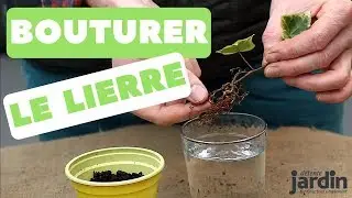 Comment bouturer le lierre