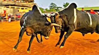Highlights || Blub bison  🆚 Pring dodo sam || iadaw masi today || bullfighting