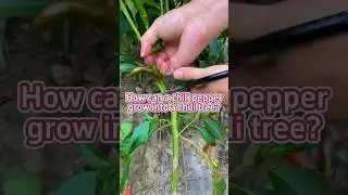 How can a chili pepper grow into a chili tree?