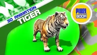 Green Screen Tiger Run Roar Animals - Footage  PixelBoom