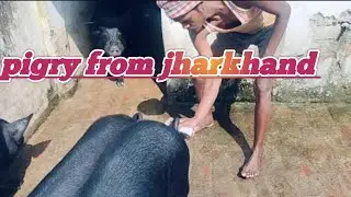 tnd pig farmer jharkhand latehar mahuaadar farming की शुरुआत दिन आखरी दिन तक चार्ट साझा की।