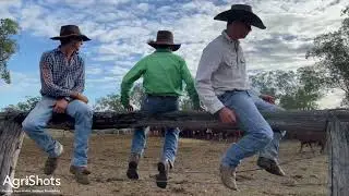 Knudsen Cattle