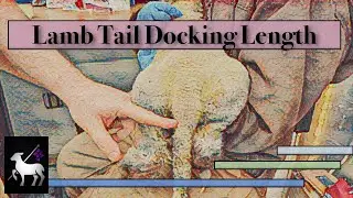 Lamb Tail Docking | Short and Long Length