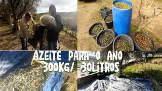 COLHEITA  DE AZEITONAS  DA NOSSA QUINTINHA EM PORTUGAL / AZEITE PARA O ANO