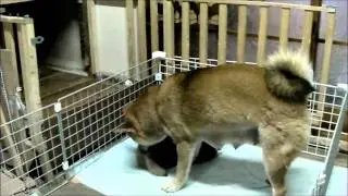 ユリの　超　子育て法