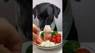 Morning Breakfast Feast | Dog Eats Milk, Broccoli, Tomato & Shrimp 🥛🍅🦐 #shorts #dog