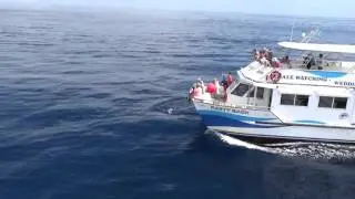 Dolphins in St Lucia with Hackshaw's Boat Charters