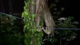 Sloths at night