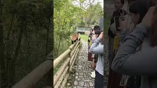 The red panda is dashing away, looking quite peeved