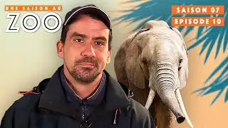 1er Training des &Eacute;l&eacute;phants pour Thibault Coach&eacute; par Pich | S07EP10 | Int&eacute;grale | Une Saison Au Zoo
