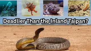 Inland Taipan vs Sea Creatures? Which One is More Venomous and Deadly 
