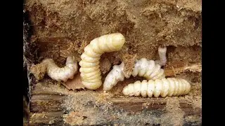 Collecting 'Witchetty Grubs' for fish bait #witchettygrubs #collectingbait