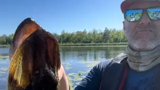 Spring Fed Creek & Swamp Fishing for as many fish as possible (June Fishing Tournament ep. 5)