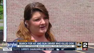 Police search for driver who killed service dog in hit-and-run