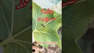 Ants eating aphids #ipm #agriculture #insects #bug #pestcontrol #urban #bedbug #beetle #cockroach