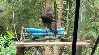 Scrub Turkey