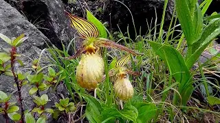 A rare yellow slipper orchid of southwestern China, Cypripedium farreri