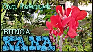 CARA MEMPERBANYAK BUNGA KANA TANAMAN HIAS AGAR LEBIH INDAH