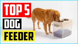 Top 5 Best Elevated Dog Feeder of 2021 Review