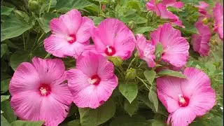 14 Pretty Perennial Plants that Like Wet Soil