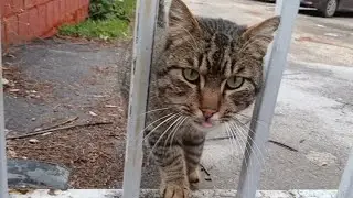 Die getigerte Straßenkatze, die ganz allein auf einem leeren Feld stand, hat mein Herz berührt. 🥹