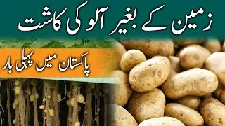 Aeroponic Potatoes Farming in Pakistan | Modern Techniques to Grow Vegetables | The Press