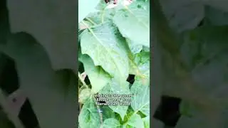 Jimsonweed (Datura stramonium) &ndash; The Myster!ous Thorn Apple ✨🌿