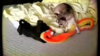 Extreme Chihuahua Puppy Playtime!