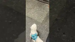 Metro Cimiano sa Milan. . Anong nangyari? 😲