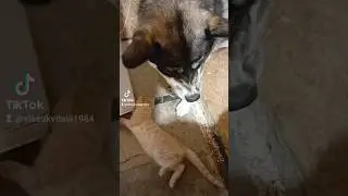 Ракета на страже кота #рек #rec #recommendations #рекомендации #врек #сургут86 #cat #dog