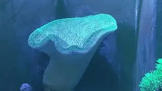 Toad stool leather coral