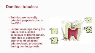 Year 4 B.D.S Restorative (Operative Dentistry Course) Lecture 4.
