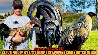 Beautiful Jimmy East Muff Grey Popeye Ruble Hatch Kelso ~ EL REGALO GAMEFARM
