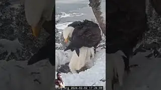 #birds #baldeagle #eagles #wildlife #animals #nature #ospreycam #birdspecies #osprey